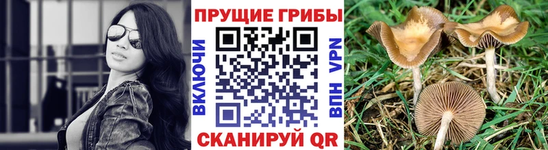 Псилоцибиновые грибы мицелий купить наркотик мега как зайти Азов